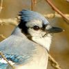 bluebird1634
