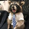 raccoonspeaks