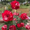 user8022010161926