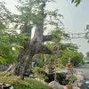 ngoc.nguyen2780