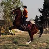 rahandgardii8
