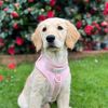 Nellie the Golden Retriever
