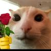www.tiktok111f15