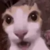 itzzzz_leos