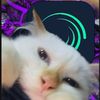 sweatcatlol
