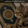 ashti.ali22