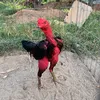 g.chi.tht