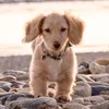 cinna_the_mini_dachshund