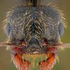 insects228