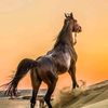 amann878