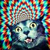 whzxch1