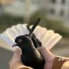 kutr..duhok