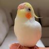 Kouk 🐥💅🏻