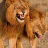 sdcking27simba