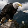 flying_eagle_