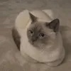 esadyasinsert8