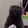 abcdefg_harold