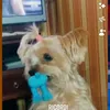 erminbwsjaj