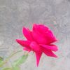user12163317482090
