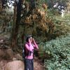 mltiptriangreani