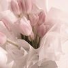 baby_pink210