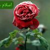almas38181