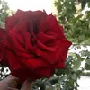 user18056842406223