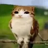 tocy_22