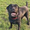 delta_labrador_4