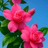 hemalatha5647