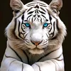 leopardomalhado8