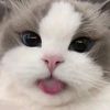 f4n8irll_