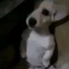 ghottithegoat