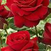 sopno.puron1