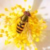 honebee041
