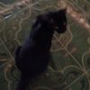 cyupidpie