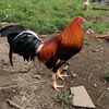 bodiman_