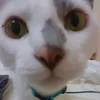 chichikaka1230