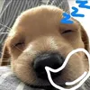 banaccdvnv5