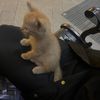meowkotik551