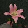 kiw1li