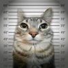 Kucing cemonk