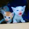 samiya.akhter336