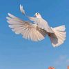 dery8708