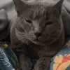 mrhitom
