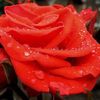 rosa.del.mar72