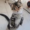 meowconcept