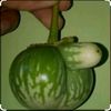 ti2t_alit