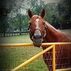 secretariat._.editor