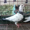 pigeonflyer4